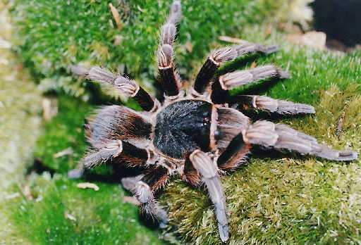 LASIODORIDES STRIATUS 10